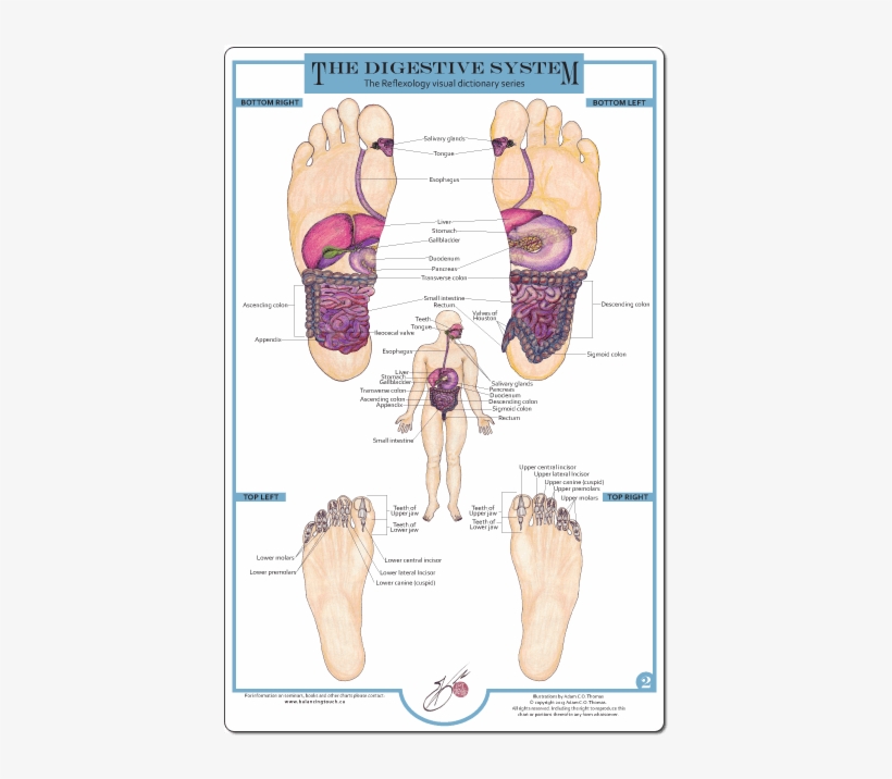 Reflexology Foot Charts Collection - Reflexology And The Digestive System, transparent png download