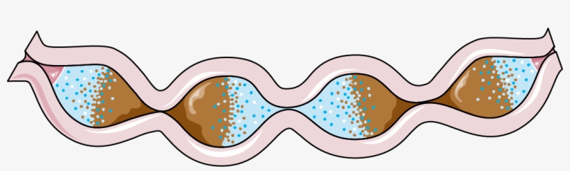Digestive System, transparent png download