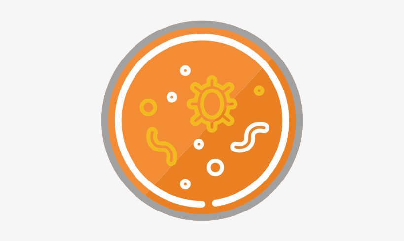 Digestive System - Circle, transparent png download