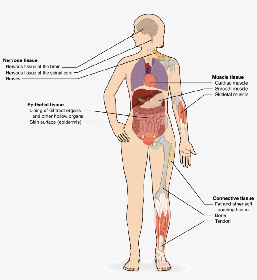 Tissues Organs Organ Systems Png Free Download - Types Of Tissue Diagram, transparent png download
