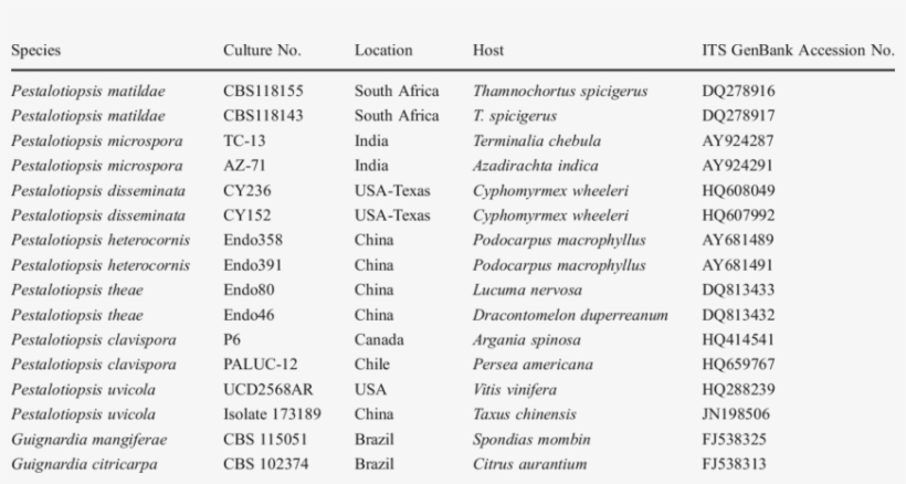 Pestalotiopsis Isolates Retrieved From The Genbank - Number, transparent png download