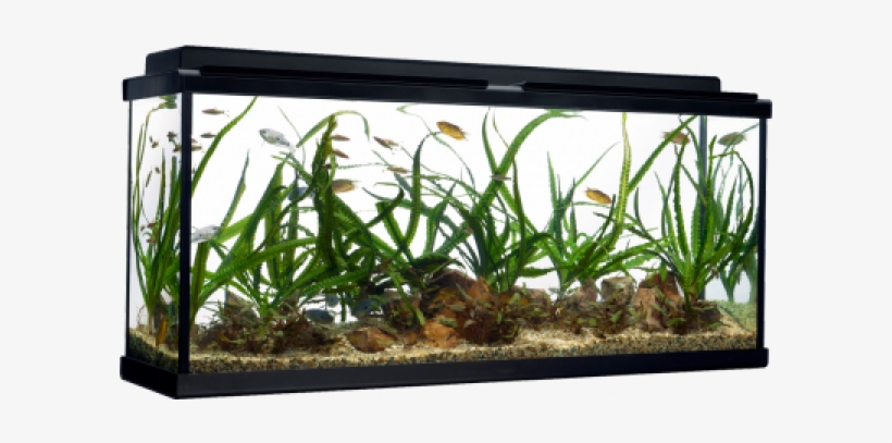 Equiped Aquarium Fluval - Aquarium, transparent png download