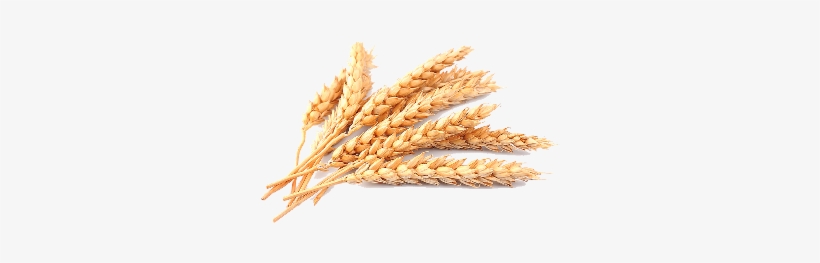 Plant Crops Produce Wheat Grain - Wheat Png, transparent png download