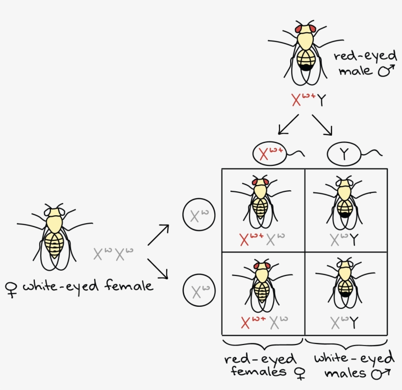 Female Chromosome Symbol - Cartoon, transparent png download