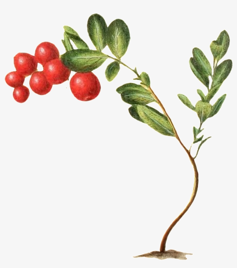 A Wild Fruit Transparent Plant Vector Growing On The - Silver Buffaloberry, transparent png download