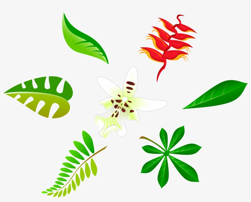 2004 X 1524 2 - Leaf Vector Art Png, transparent png download