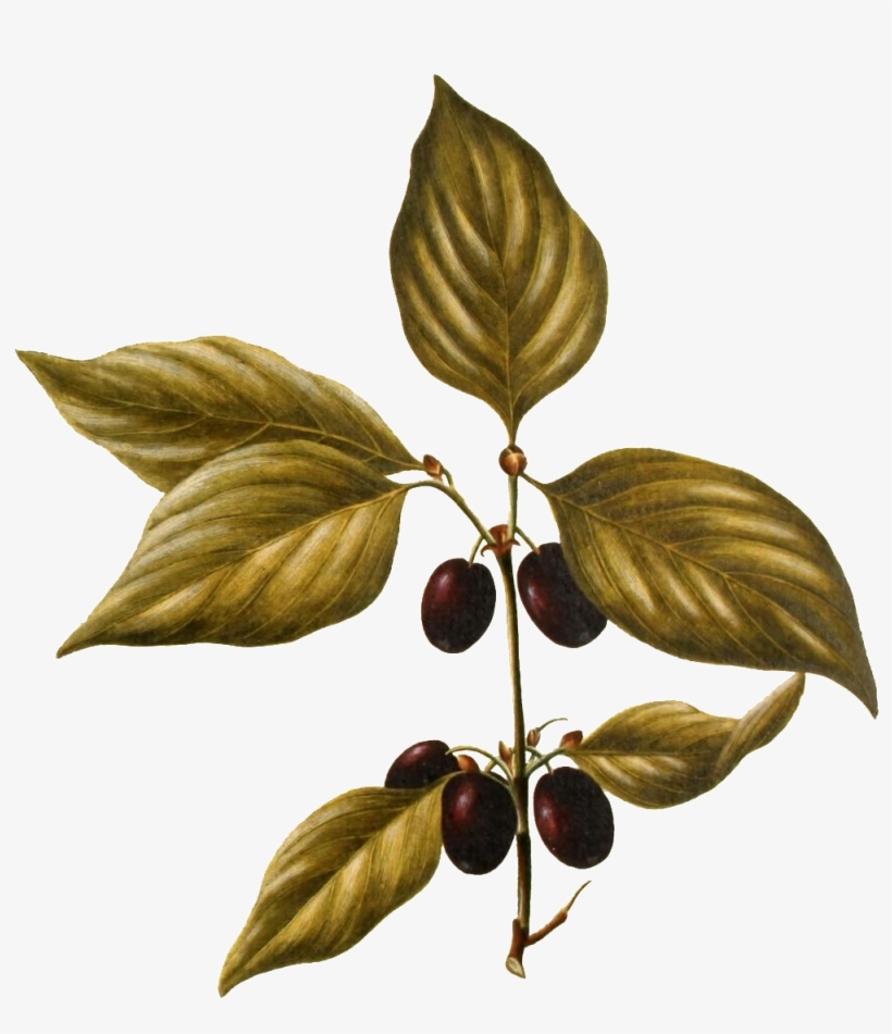 Hand Painted A Wild Fruit Plant Transparent Plant Vector - Tree, transparent png download