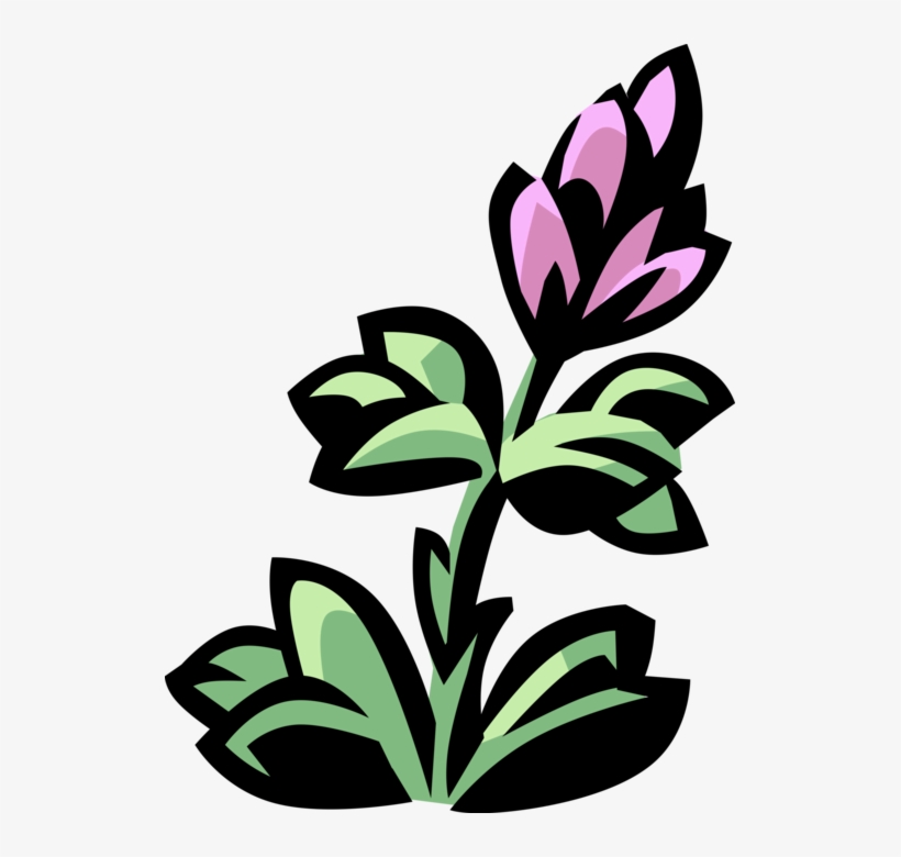 Vector Illustration Of Lobelia Botanical Horticulture, transparent png download