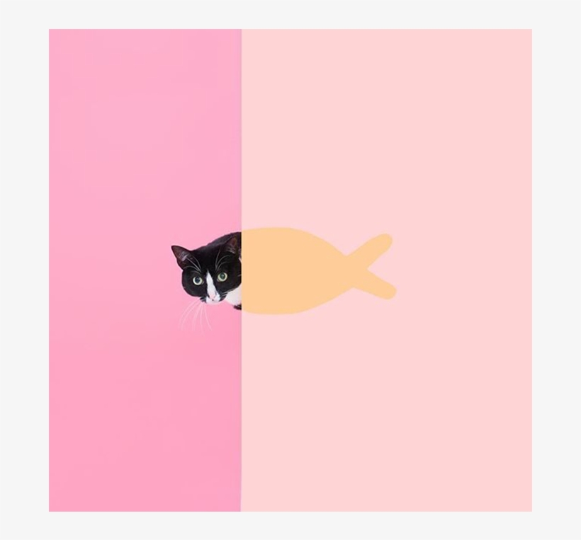 Princess Cheeto, A Gata Que Mudou A Vida Do Dono - Black Cat, transparent png download