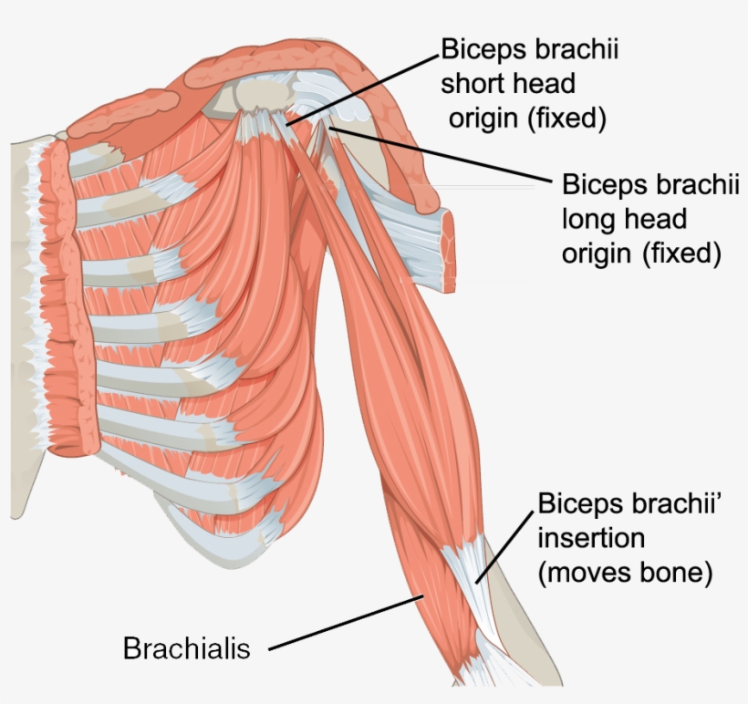 The Muscles Of The Arm - Triceps Brachii And Brachialis, transparent png download