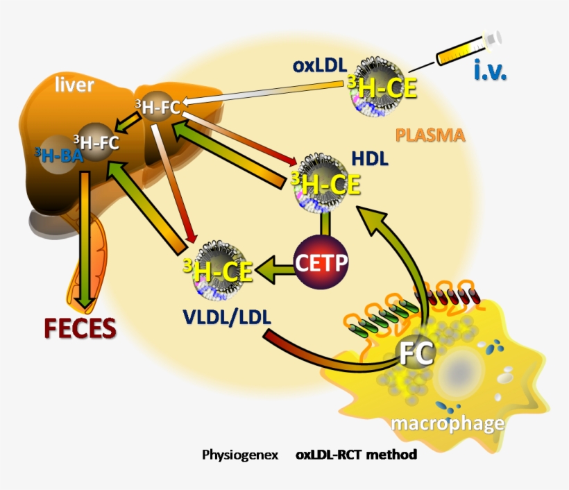 Physiogenex Ox Ldl Method For Reverse Cholesterol Transport - Reverse Cholesterol Transport Rct, transparent png download