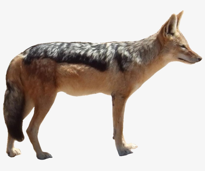 Jackal Png Free Pic - Jackal Png, transparent png download