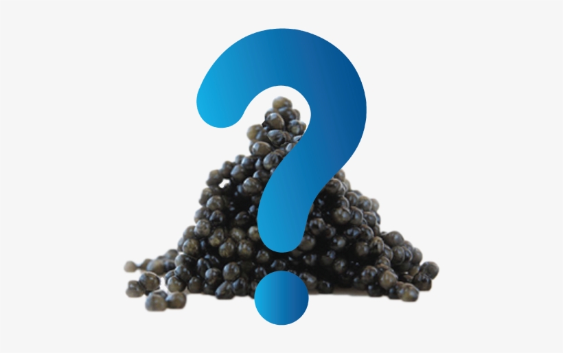What Is Caviar - Caviar Png, transparent png download