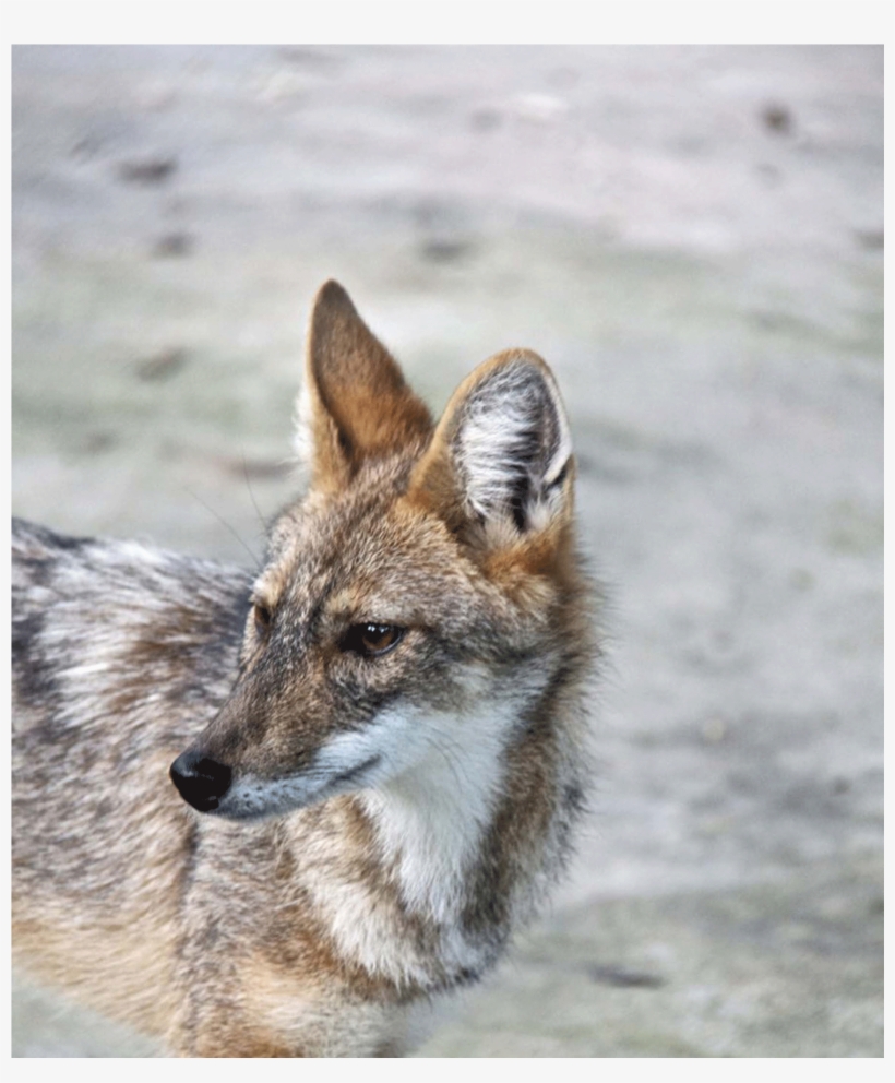 Full - Grey Fox, transparent png download