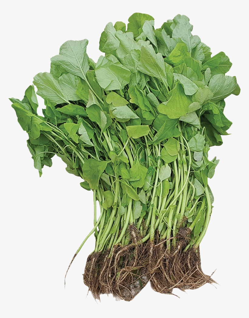 2088 White Moon - Grass, transparent png download