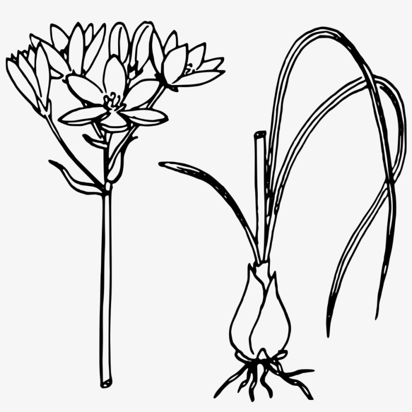 Star Of Bethlehem - Onion Plant Clipart Black And White, transparent png download