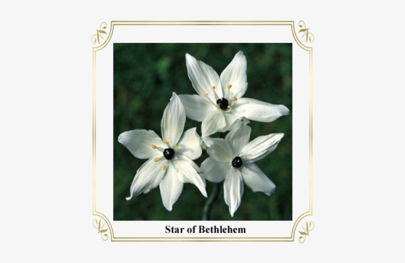 Tulipa Humilis, transparent png download