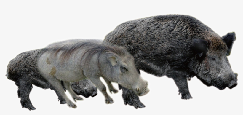 Boar Transparent Images, transparent png download