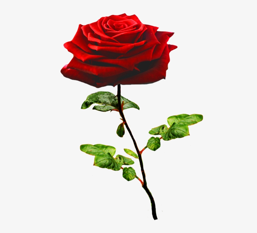 Beautiful Valentine Rose - Rose, transparent png download
