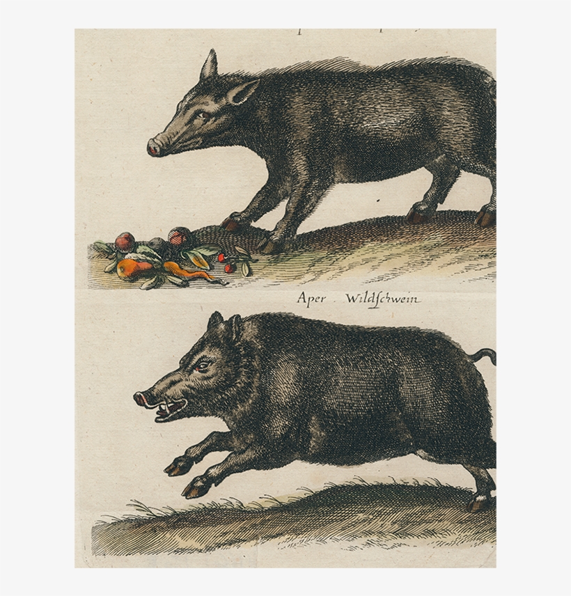 Boar, transparent png download