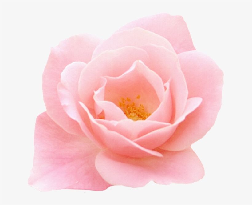 58 Images About Png On We Heart It - Garden Roses, transparent png download