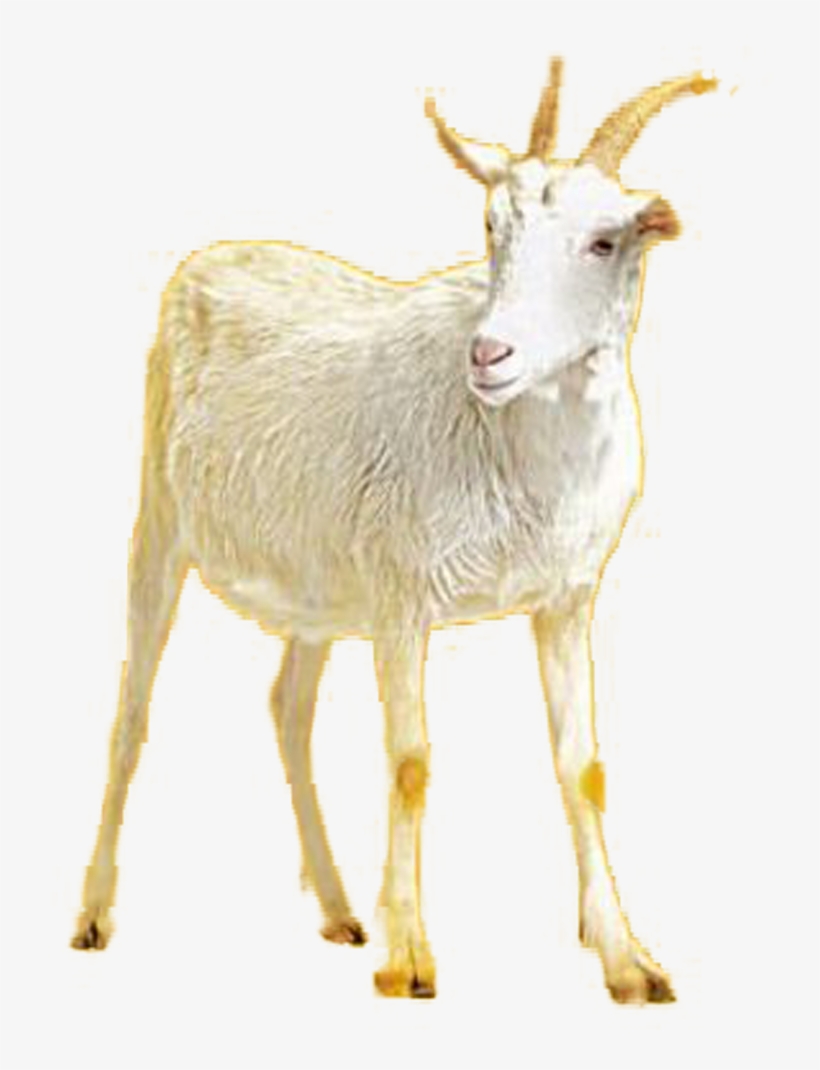 Goat, transparent png download