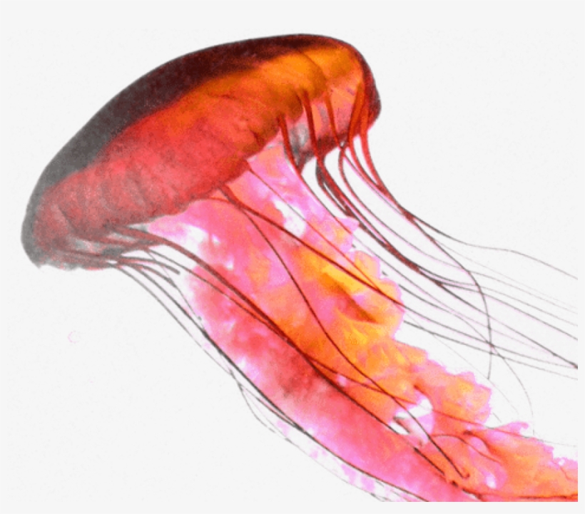Free Png Download Rose Jellyfish Png Images Background - Jellyfish Png, transparent png download