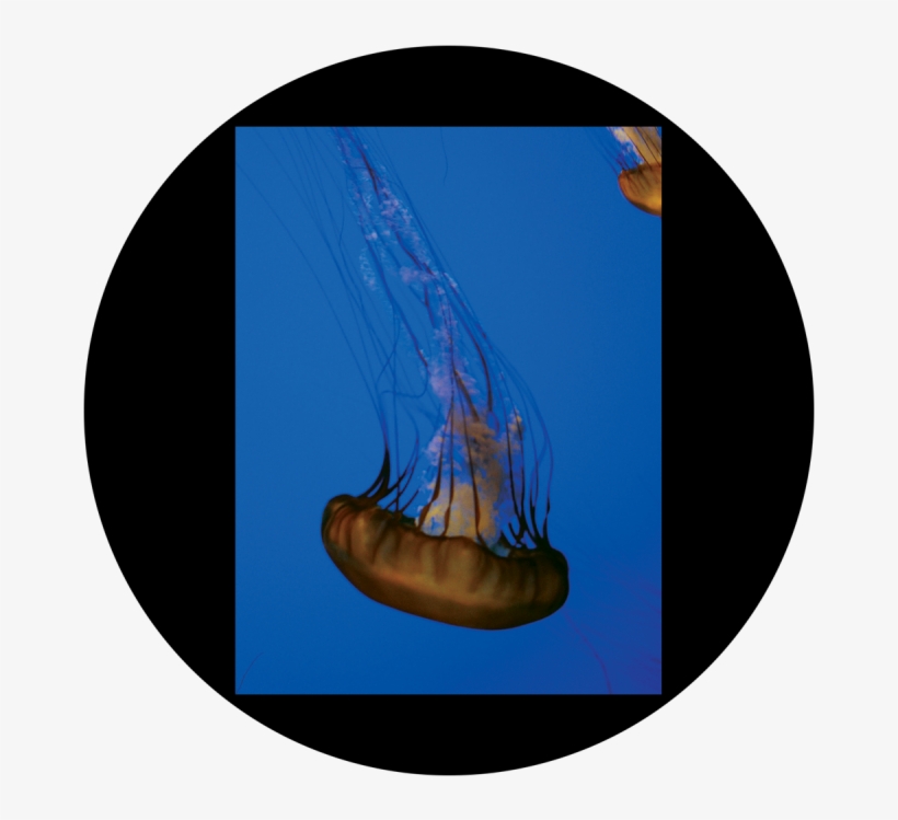 D - Antonakos - Single Jellyfish - Jellyfish, transparent png download