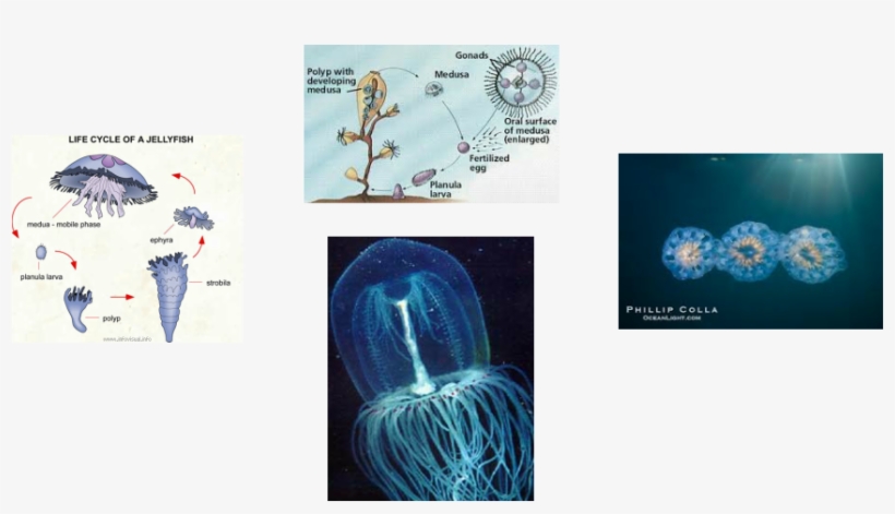 Female Jellyfish Release Eggs Into The Sea And Male - Life Cycle Of A Jellyfish, transparent png download