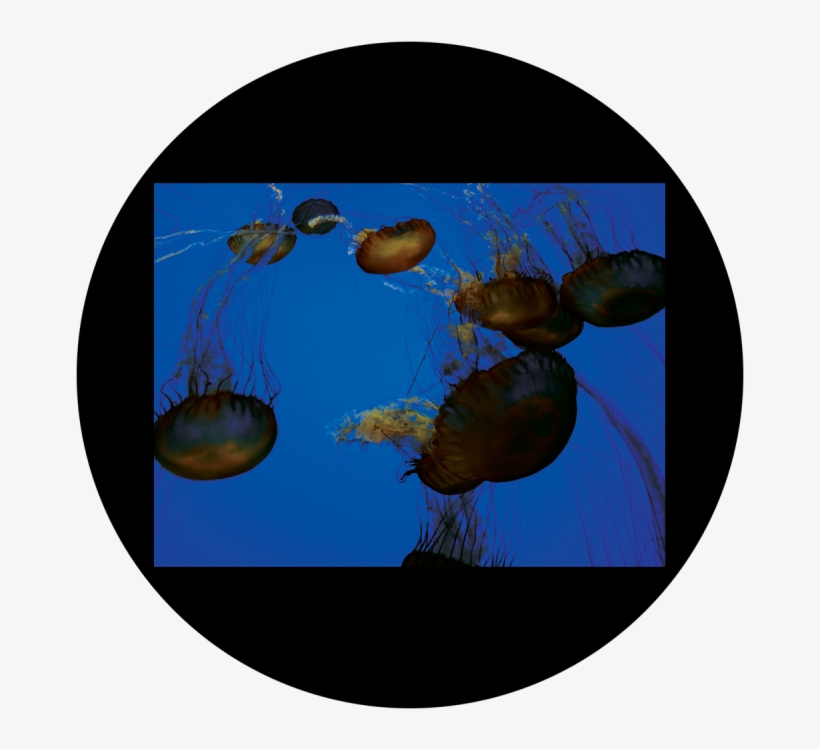 D - Antonakos - Jellyfish - Jellyfish, transparent png download
