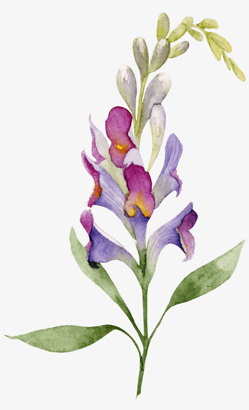Flower Divider - Orchid, transparent png download