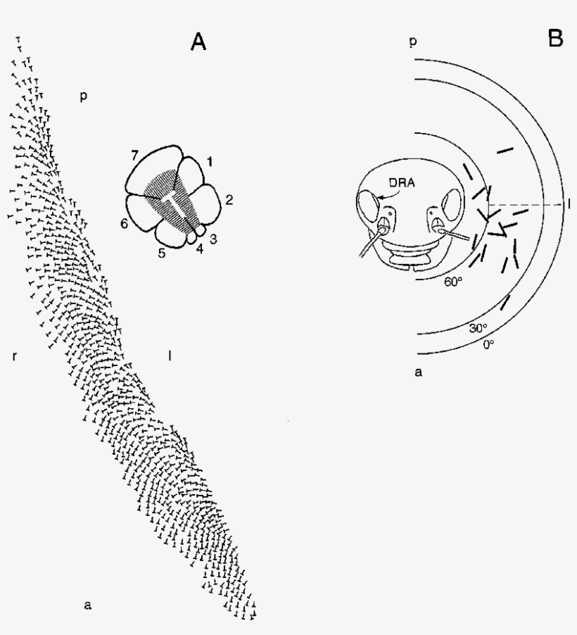 A Distribution And Orientation Of Retinulae In The - Drawing, transparent png download