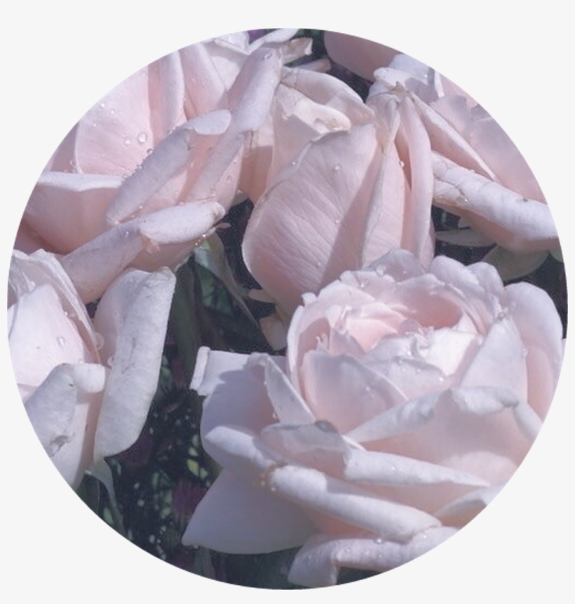 Roses Sticker - Roses, transparent png download