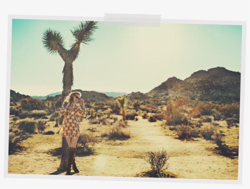 Joshua Tree Alaina - Sabal Palmetto, transparent png download