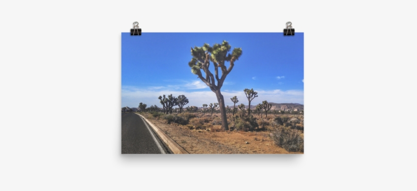Joshua Tree - Sabal Palmetto, transparent png download