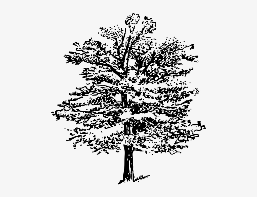Transparent Library Tree Spruce M Csf Free Commercial - Illustration, transparent png download