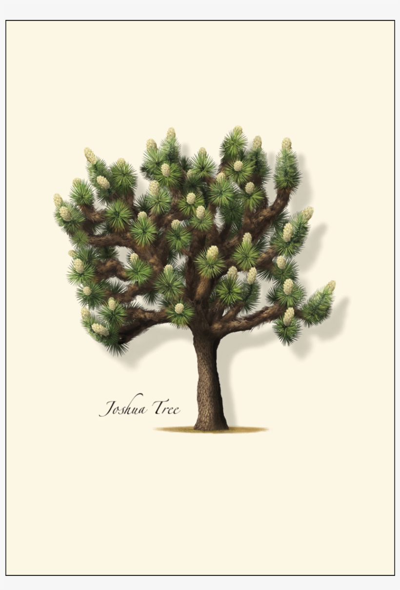 Shopping Cart -  -  - Mexican Pinyon, transparent png download