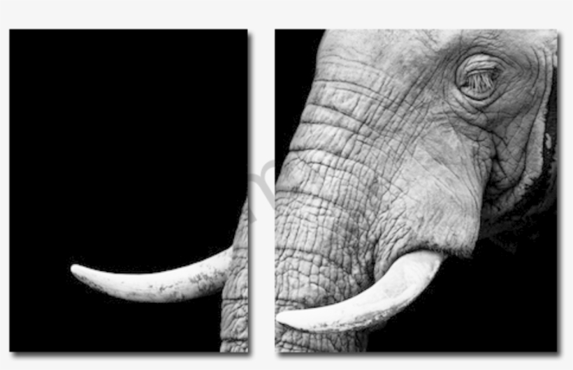 Elephant Drawing On Black Paper, transparent png download