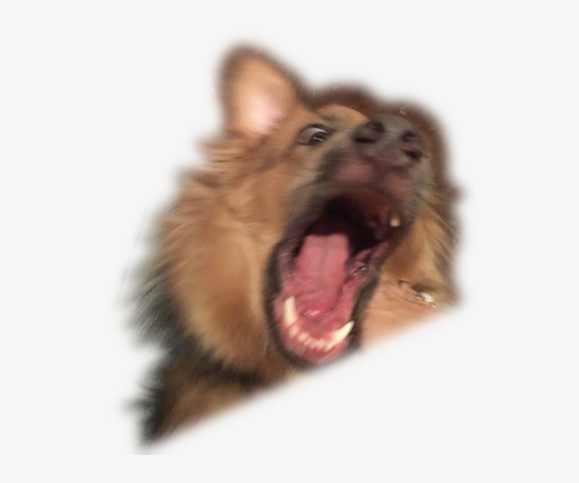 Dog Yawns, transparent png download