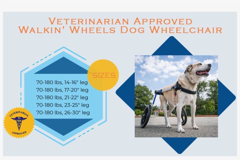 Dog Wheelchair - Dog Catches Something, transparent png download