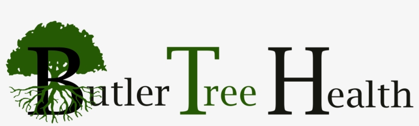 Tree With Roots, transparent png download