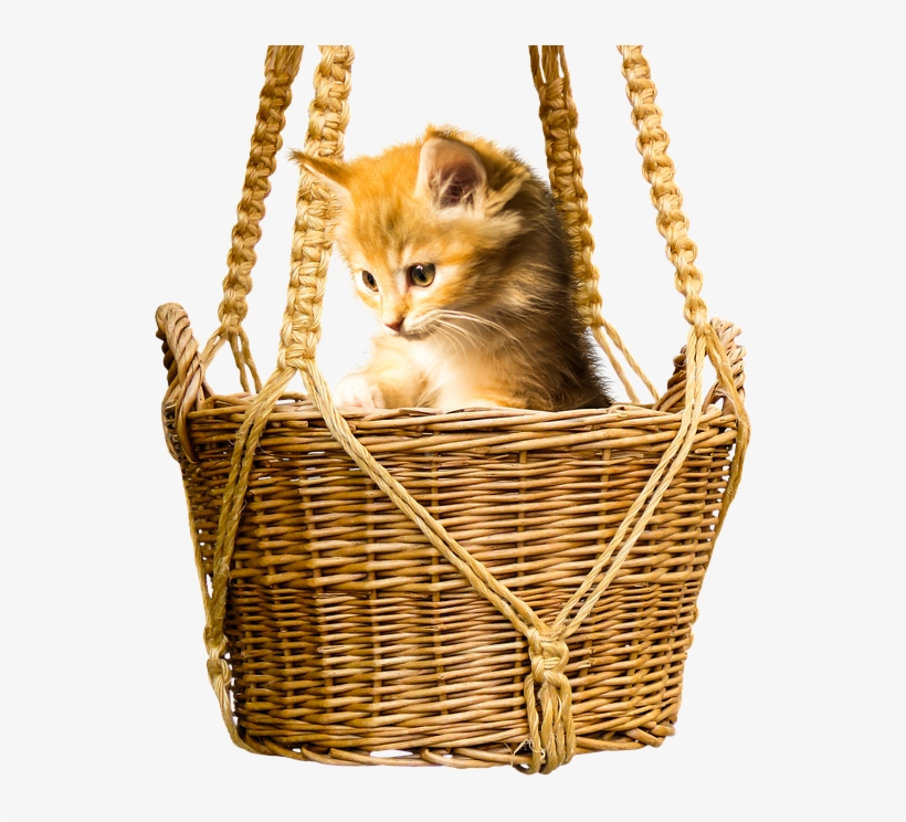 Cat, transparent png download