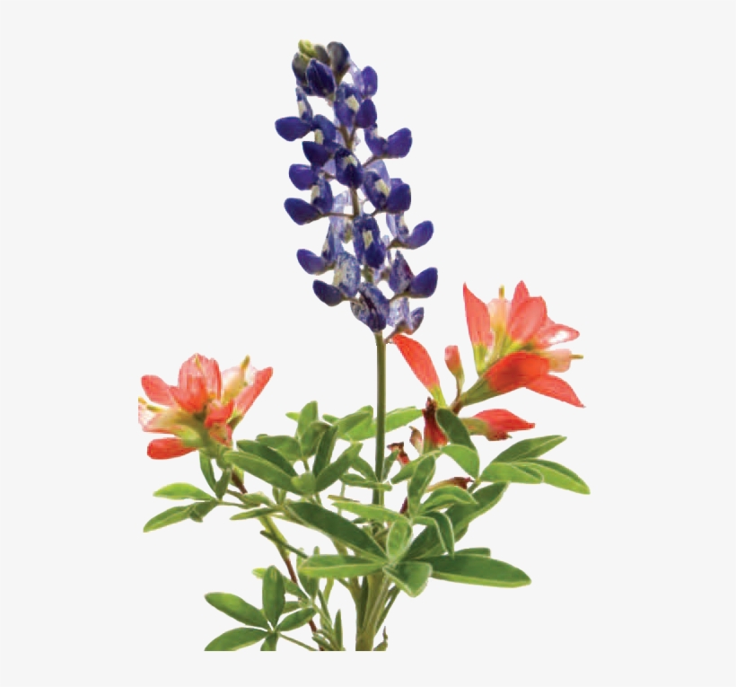 There Are Positive Features Of Lawns As Recreational - Bluebonnet, transparent png download