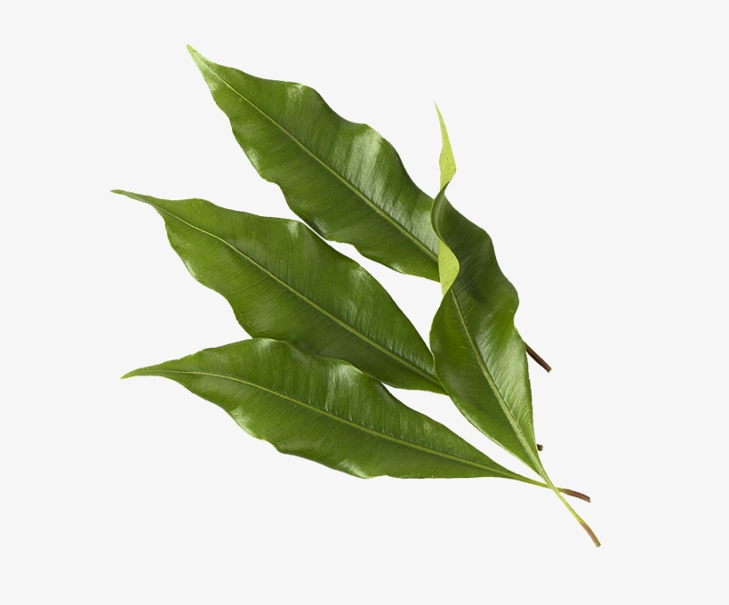 Eugenol Reverses Cellular Oxidation, Meaning That It - American Holly, transparent png download