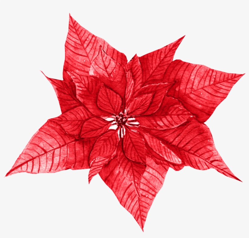 Red Leaves Free Texture Png - Poinsettia, transparent png download