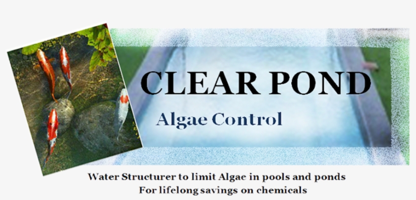 Clear Pond - Grass, transparent png download