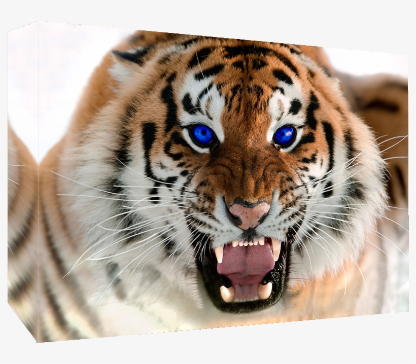 Details About Roaring Tiger With Blue Eyes - Tiger Growling, transparent png download