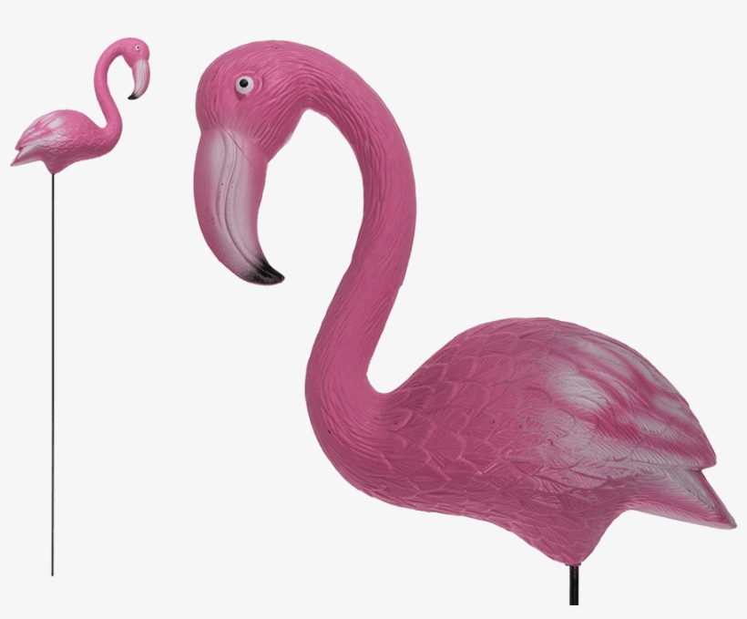 945 X 709 0 - Greater Flamingo, transparent png download