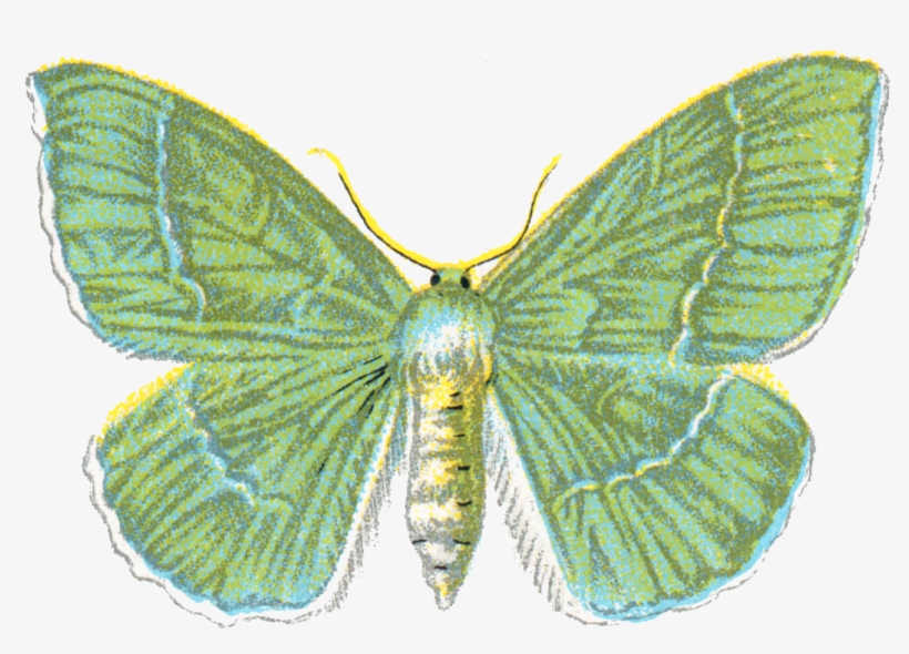 File - Geometra Papilionaria - Png - Ephemera Butterfly Png, transparent png download