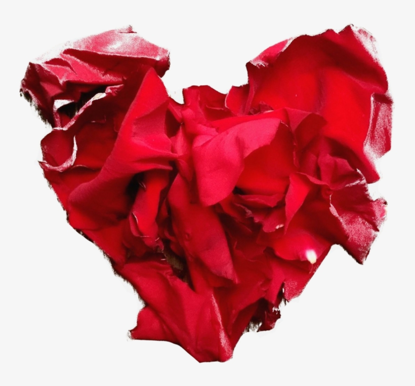 Rose Heart - Garden Roses, transparent png download